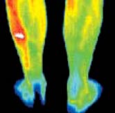 Thermography sample: back legs thermography